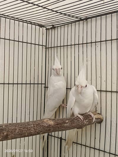 cocktail breeder paire