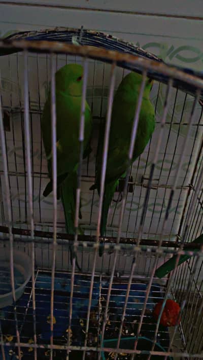 Ring neck hand tame pair