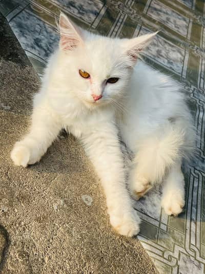 cat's