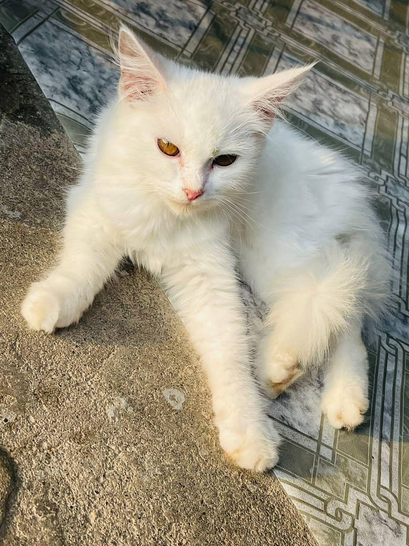 cat's 0