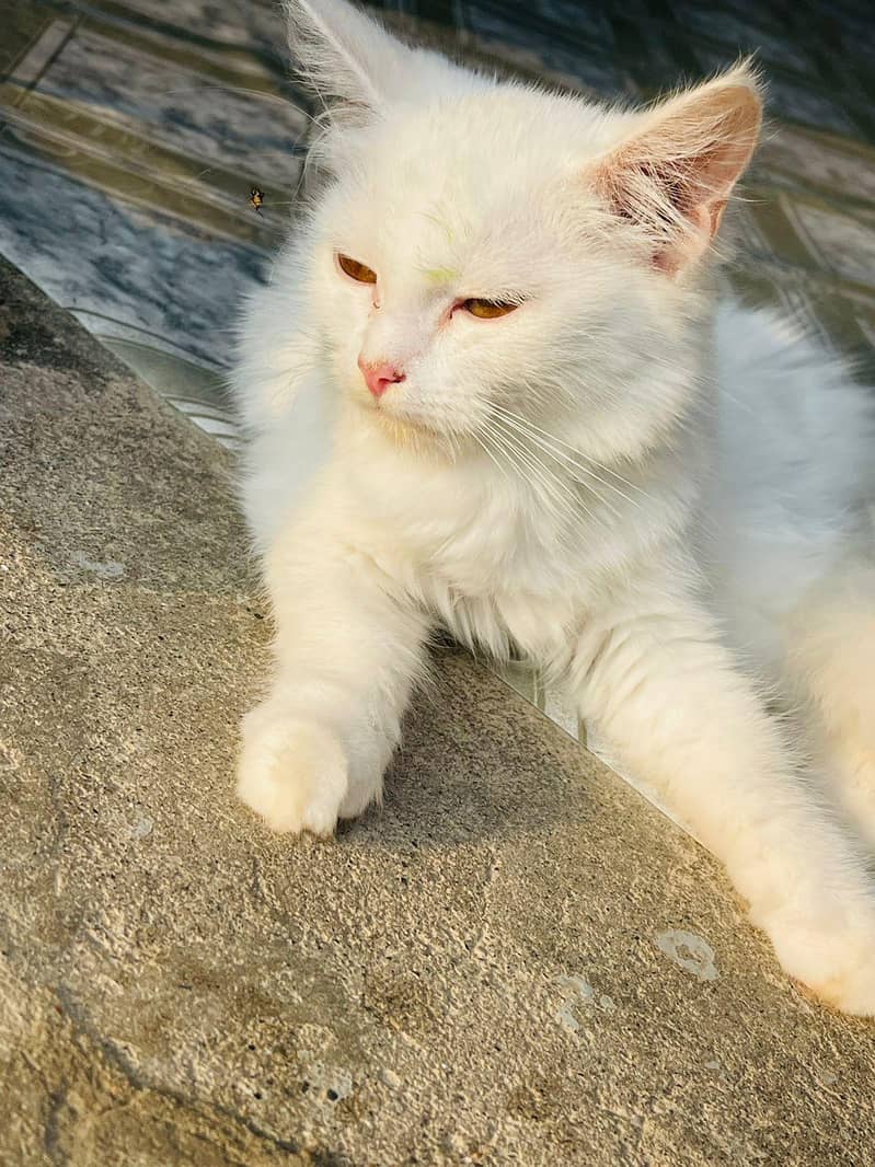 cat's 1