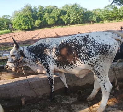 Cow (Wehrri) for sale