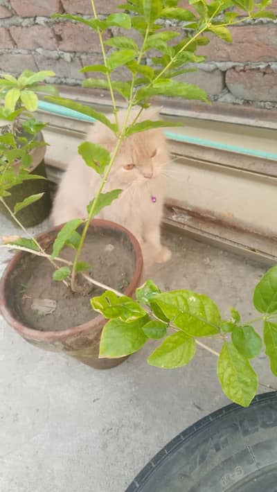cat for sale