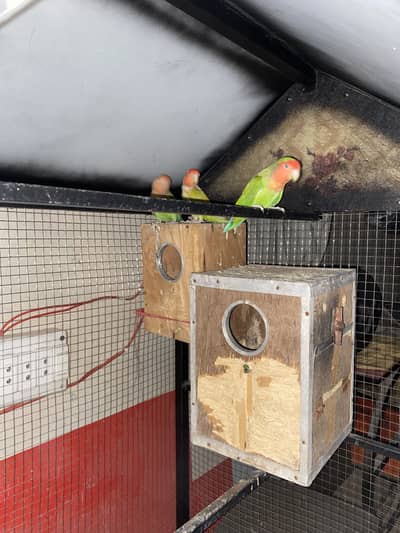Love birds breader pair with cage