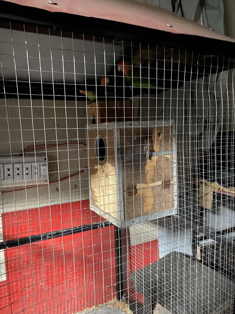 Love birds breader pair with cage — photo 2