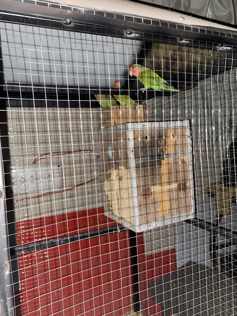 Love birds breader pair with cage — photo 3