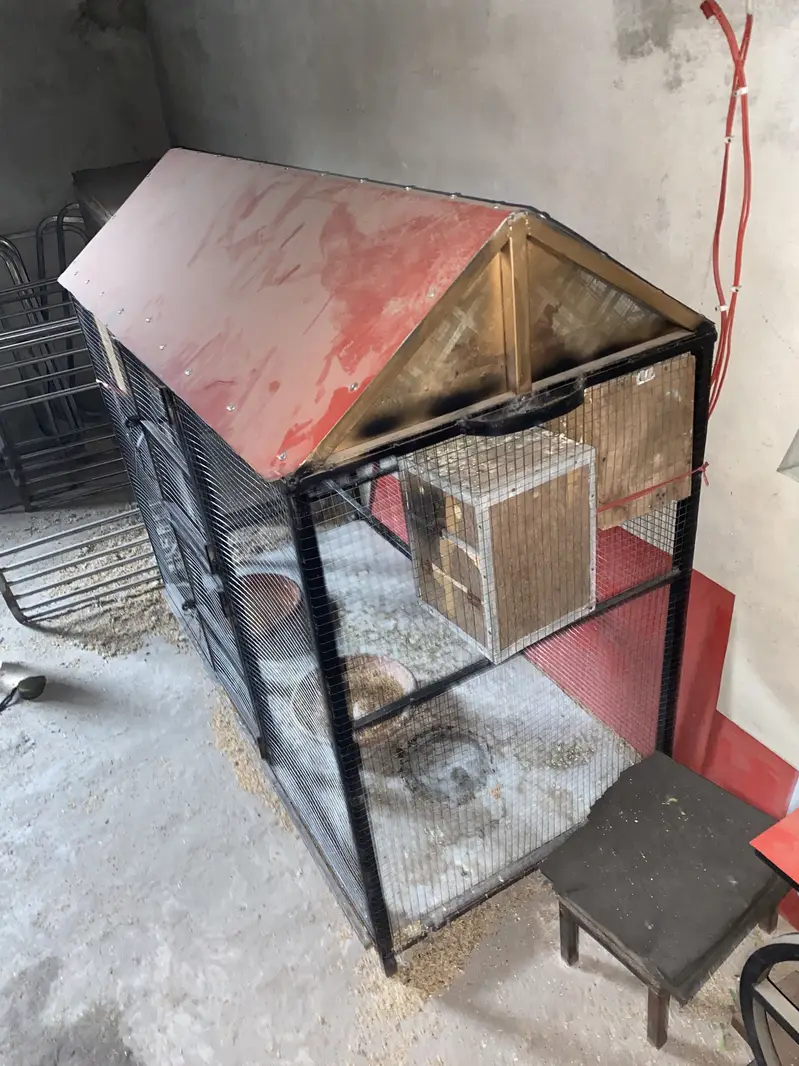 Love birds breader pair with cage — photo 4