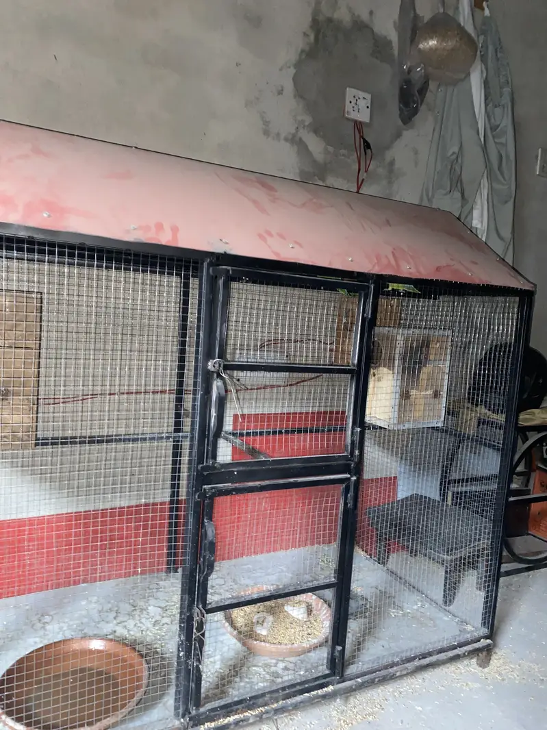 Love birds breader pair with cage — photo 5