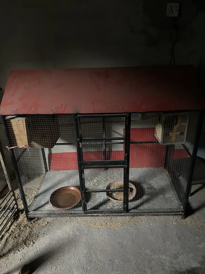Love birds breader pair with cage — photo 6