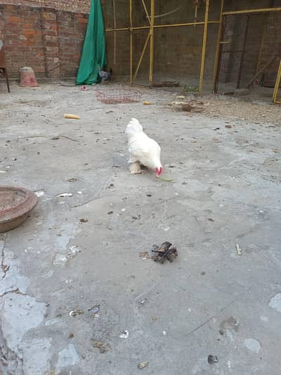 only Male for sale not pair