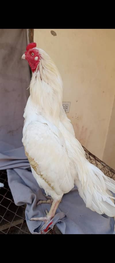 white aseel for sale
