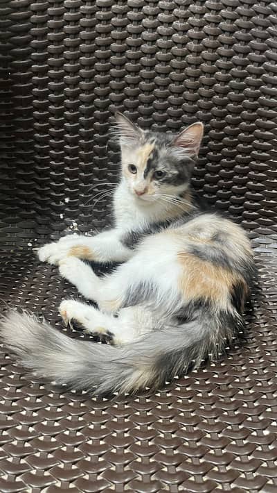 cat for sale