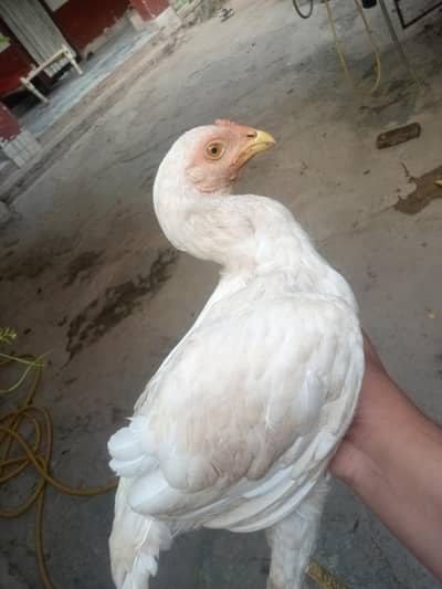 2 Months Old Aseel Amroha Hen