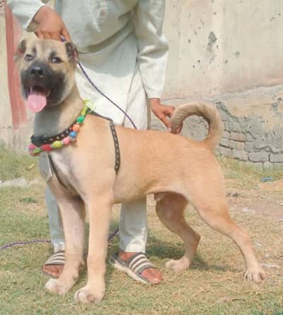 Kurdish kangal security dog 3 manth male for sale heavy bone