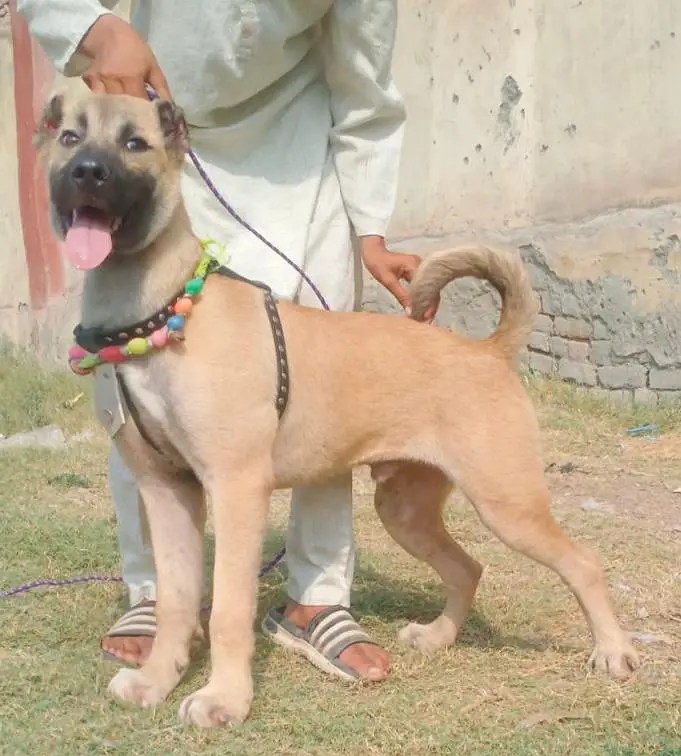 Kurdish kangal security dog 3 manth male for sale heavy bone — photo 2