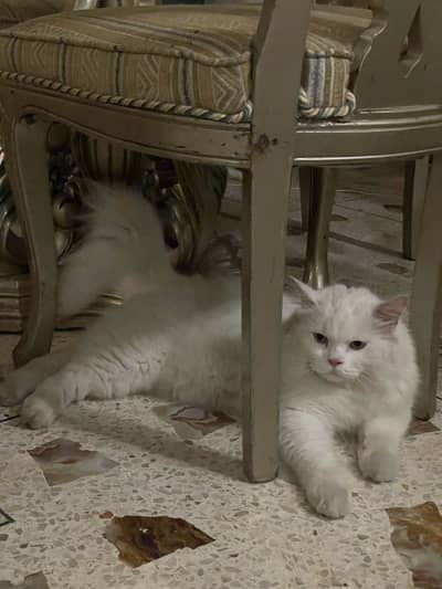 Healthy Male Persian Cat