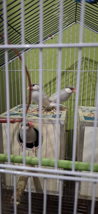 Silver jawa 2 pair all accessories and cage