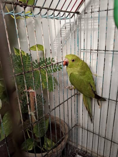 Ringneck parrot and cage