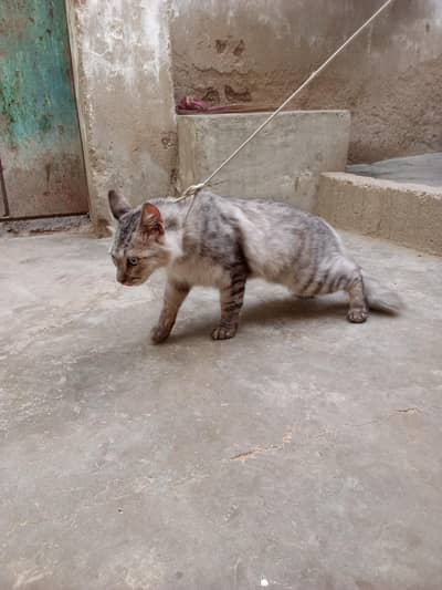 babajan
