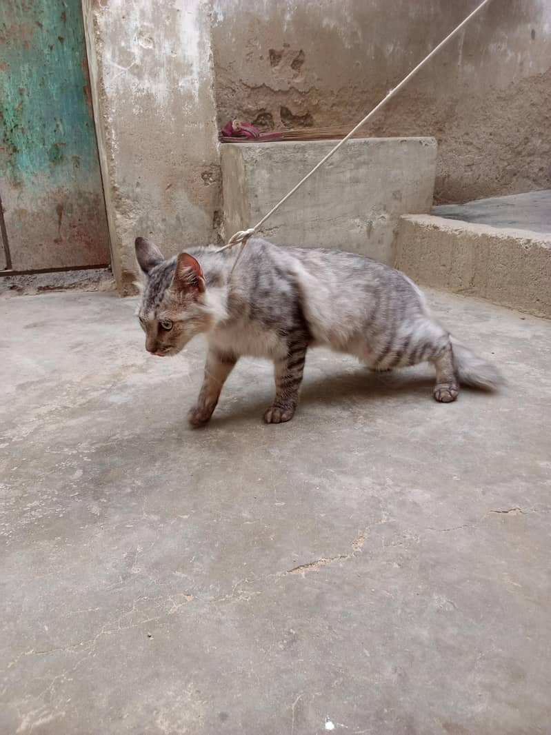 babajan 0
