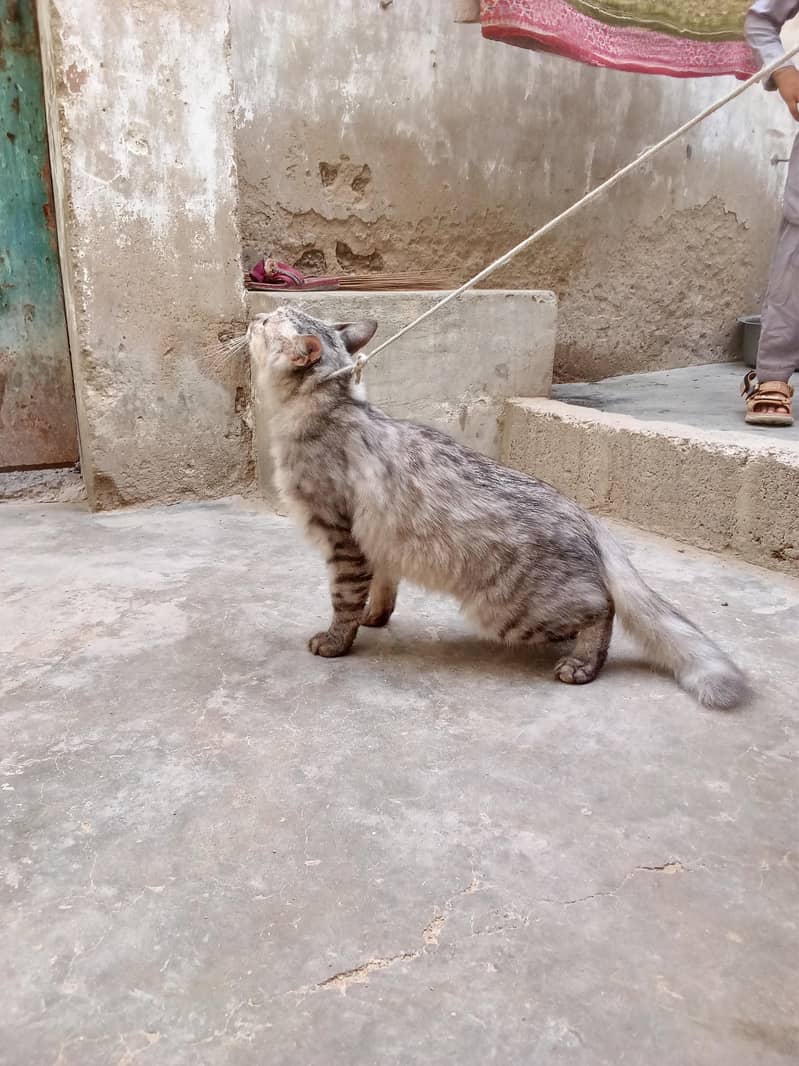 babajan 1