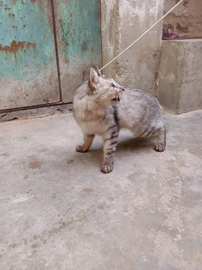 babajan 2