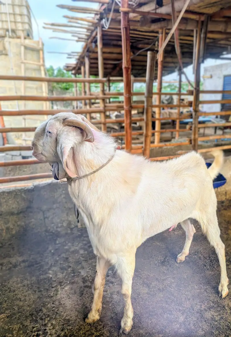 Rajan Puri Bakra — photo 2