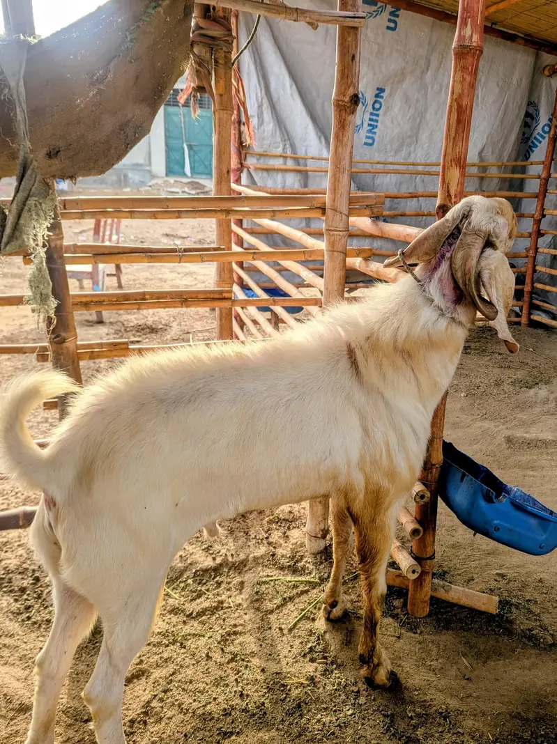 Rajan Puri Bakra — photo 3