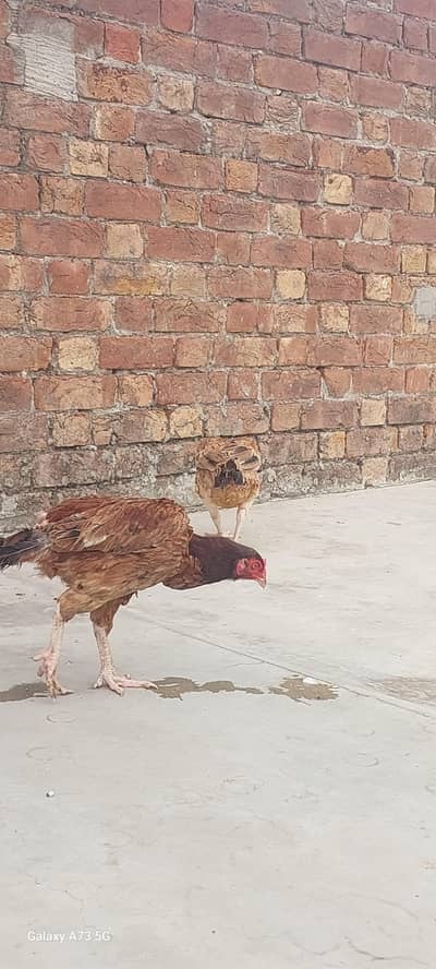 Aseel Rooster and hens For sale