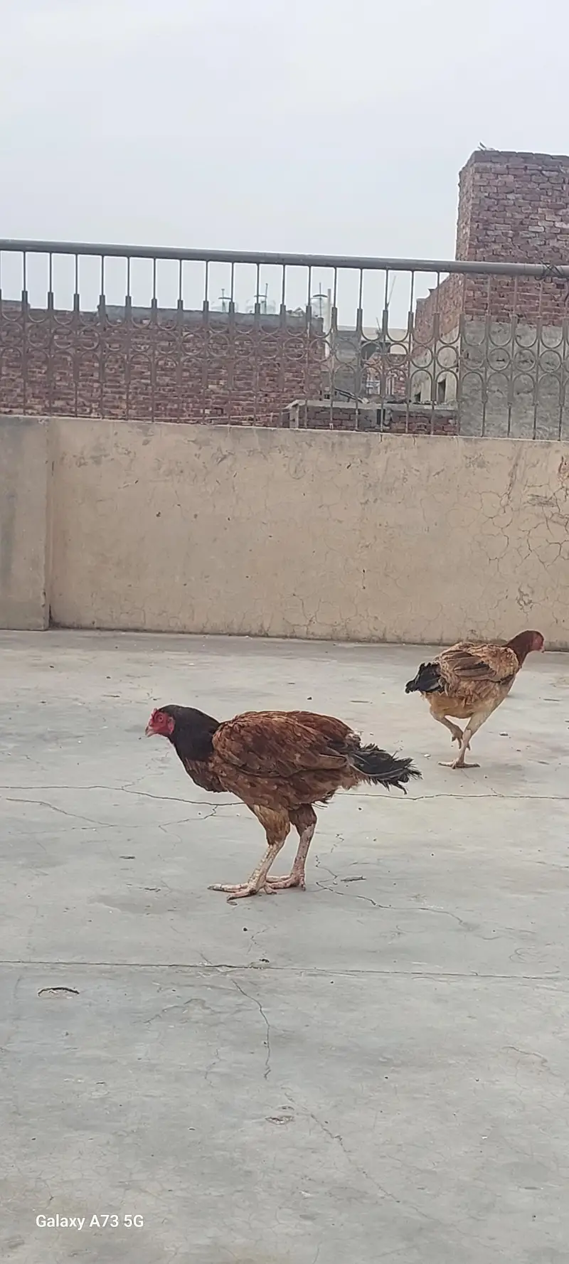 Aseel Rooster and hens For sale — photo 2