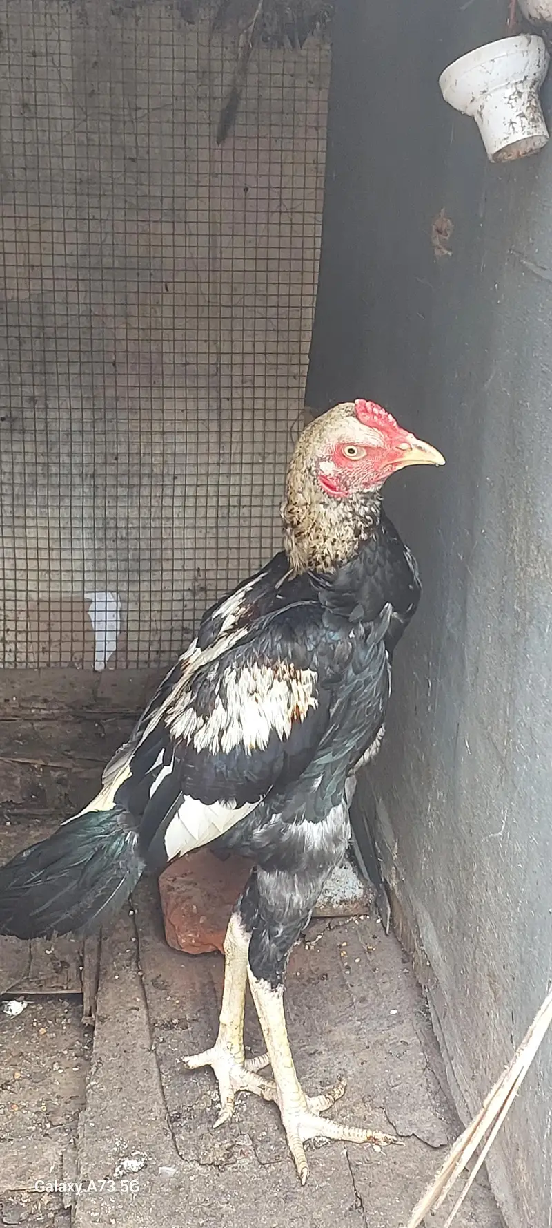 Aseel Rooster and hens For sale — photo 3