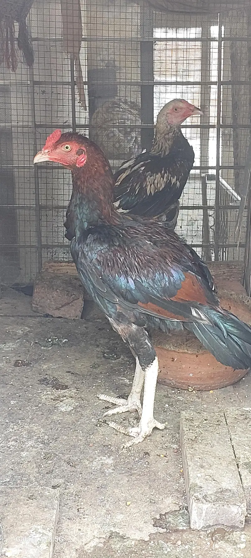 Aseel Rooster and hens For sale — photo 4
