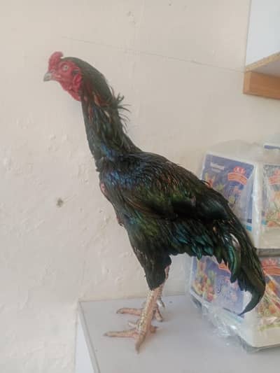 urgent for sale lasani black murga amrohi madi exchange b ho sakhty ha