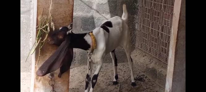 2 Daant Bakri