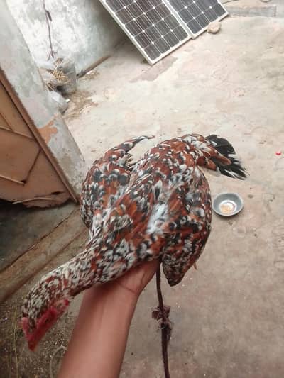 Ghar ki Pali mein murgi hai location hai Karachi pib colony