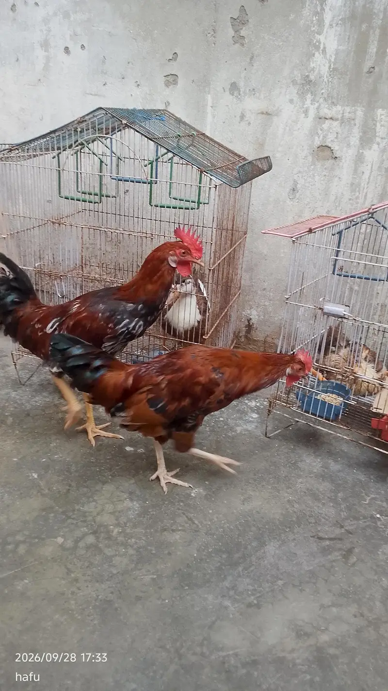 golden misri pair ha — photo 2