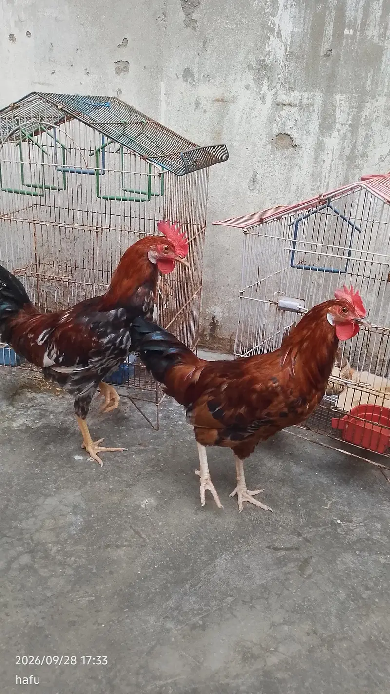 golden misri pair ha — photo 4