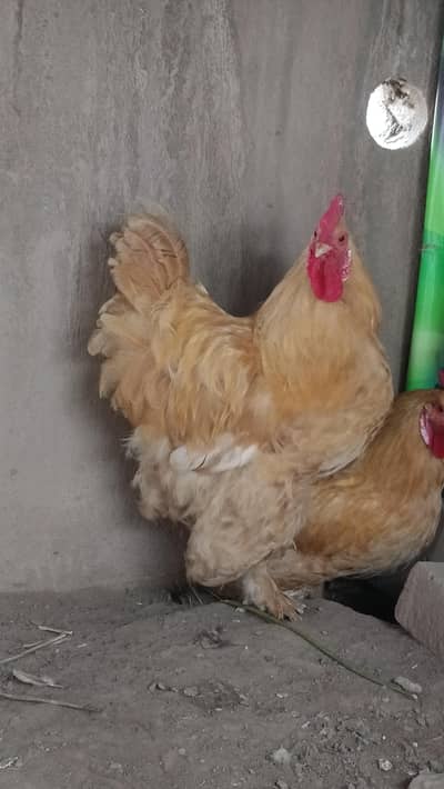 Golden Puff Hens For Sale