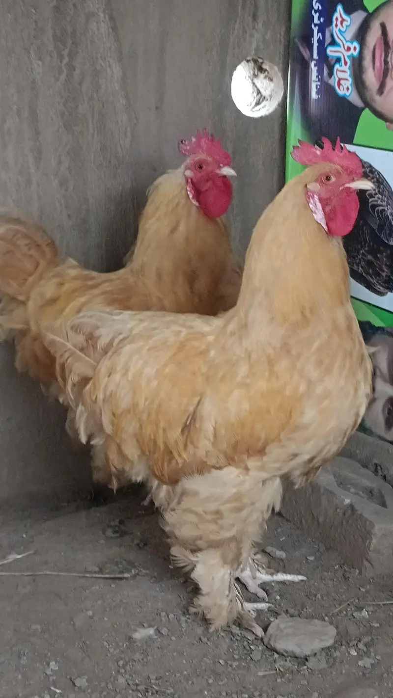 Golden Puff Hens For Sale — photo 2