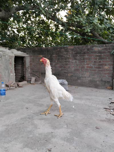 pair available pure white Shamo high quality long hight and chicks
