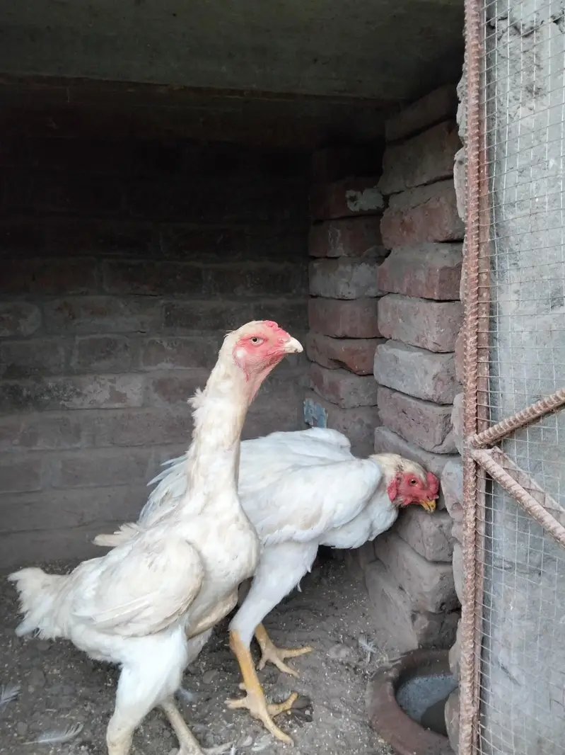 pair available pure white Shamo high quality long hight and chicks — photo 2