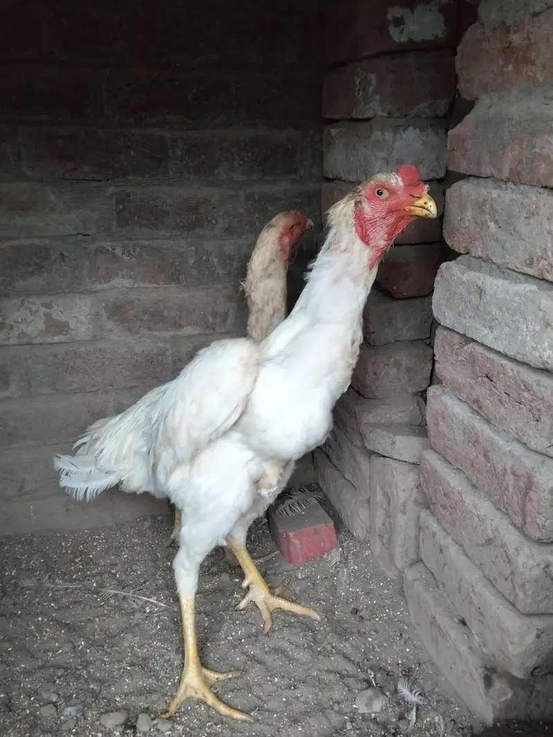 pair available pure white Shamo high quality long hight and chicks — photo 3