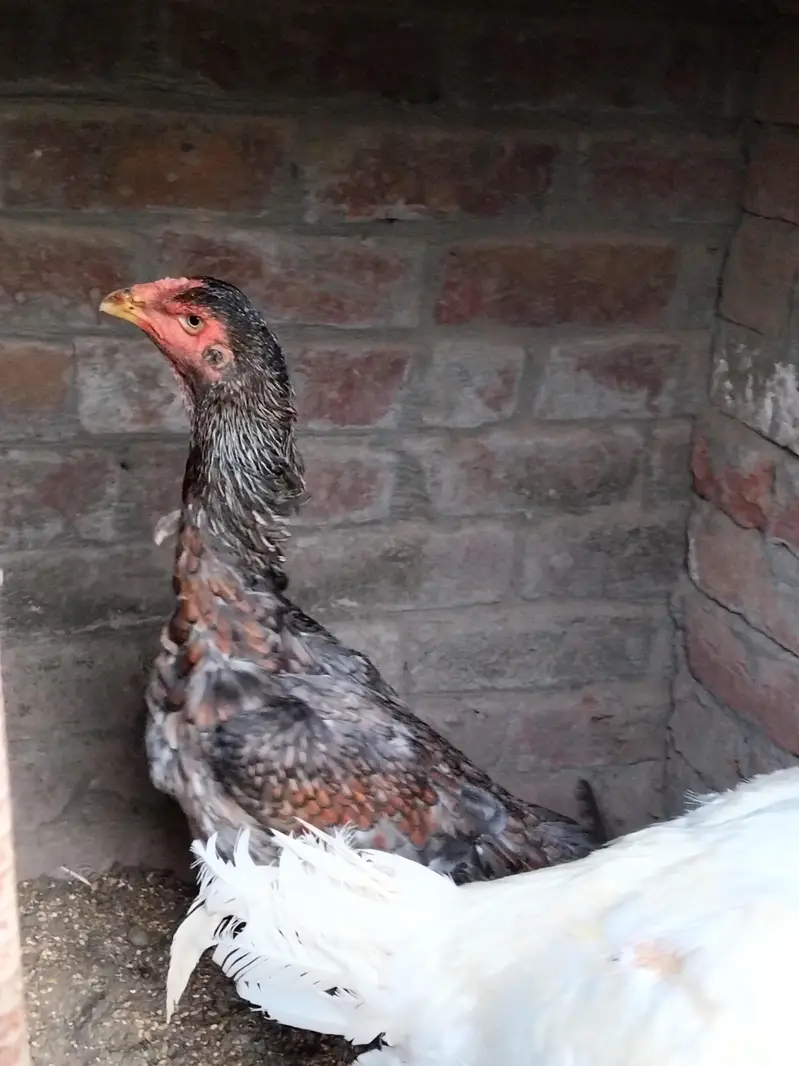 pair available pure white Shamo high quality long hight and chicks — photo 4