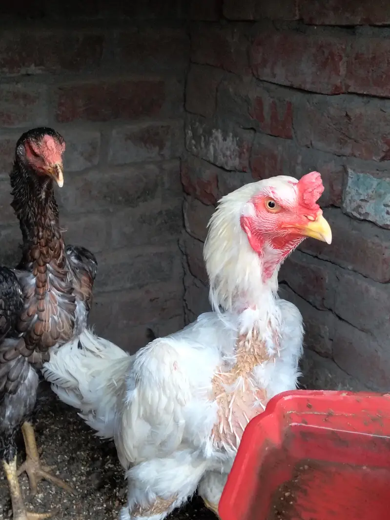 pair available pure white Shamo high quality long hight and chicks — photo 5