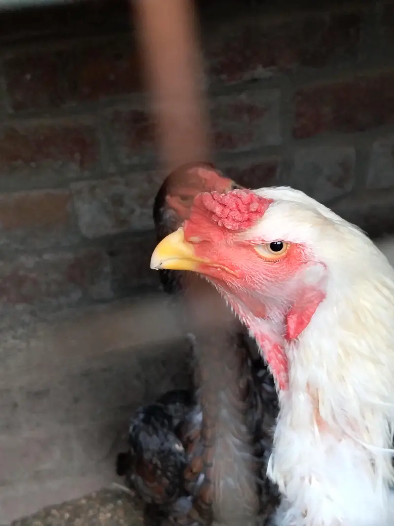 pair available pure white Shamo high quality long hight and chicks — photo 6