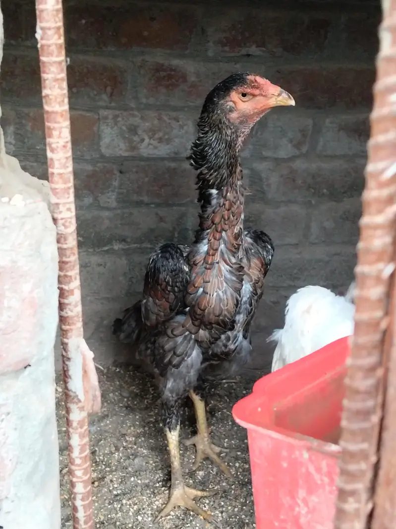 pair available pure white Shamo high quality long hight and chicks — photo 7