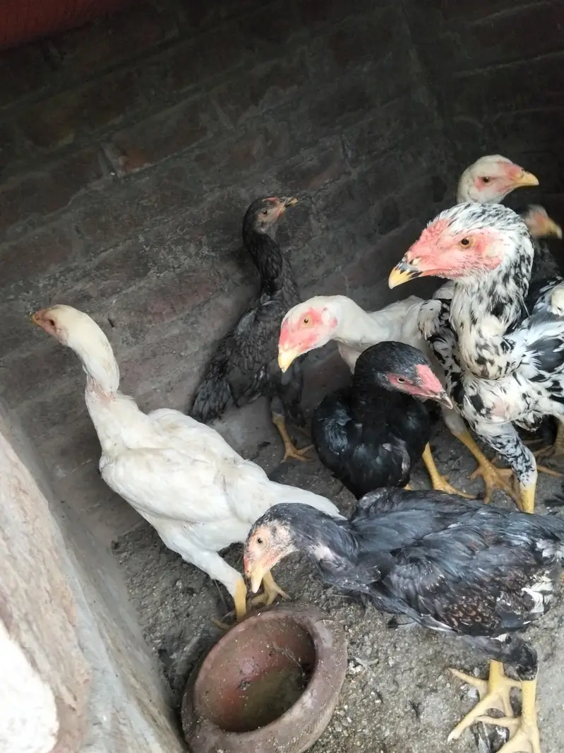 pair available pure white Shamo high quality long hight and chicks — photo 8