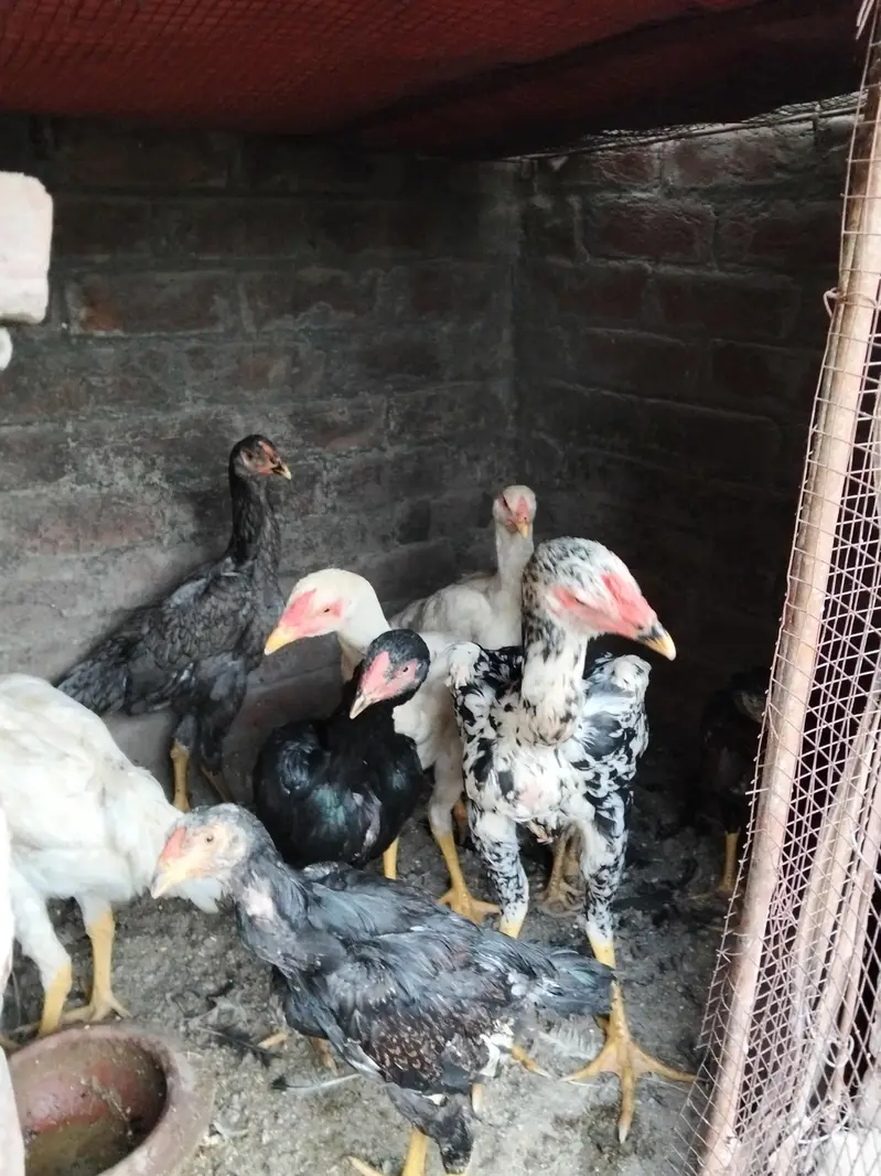pair available pure white Shamo high quality long hight and chicks — photo 9