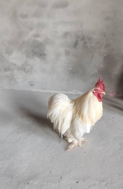Fancy White Cochin Rooster
