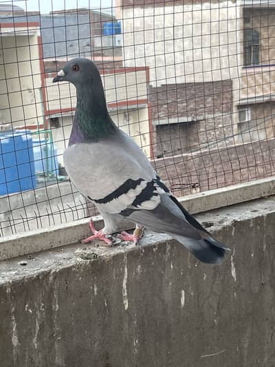 raser pigeons      piegons for sale       pigeons